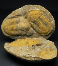 Asaphellus tataensis Trilobites