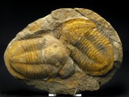 Asaphellus Trilobites