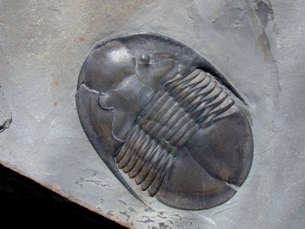 Isoteloides flexus Trilobite