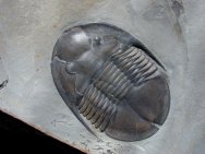 Isoteloides flexus Trilobite