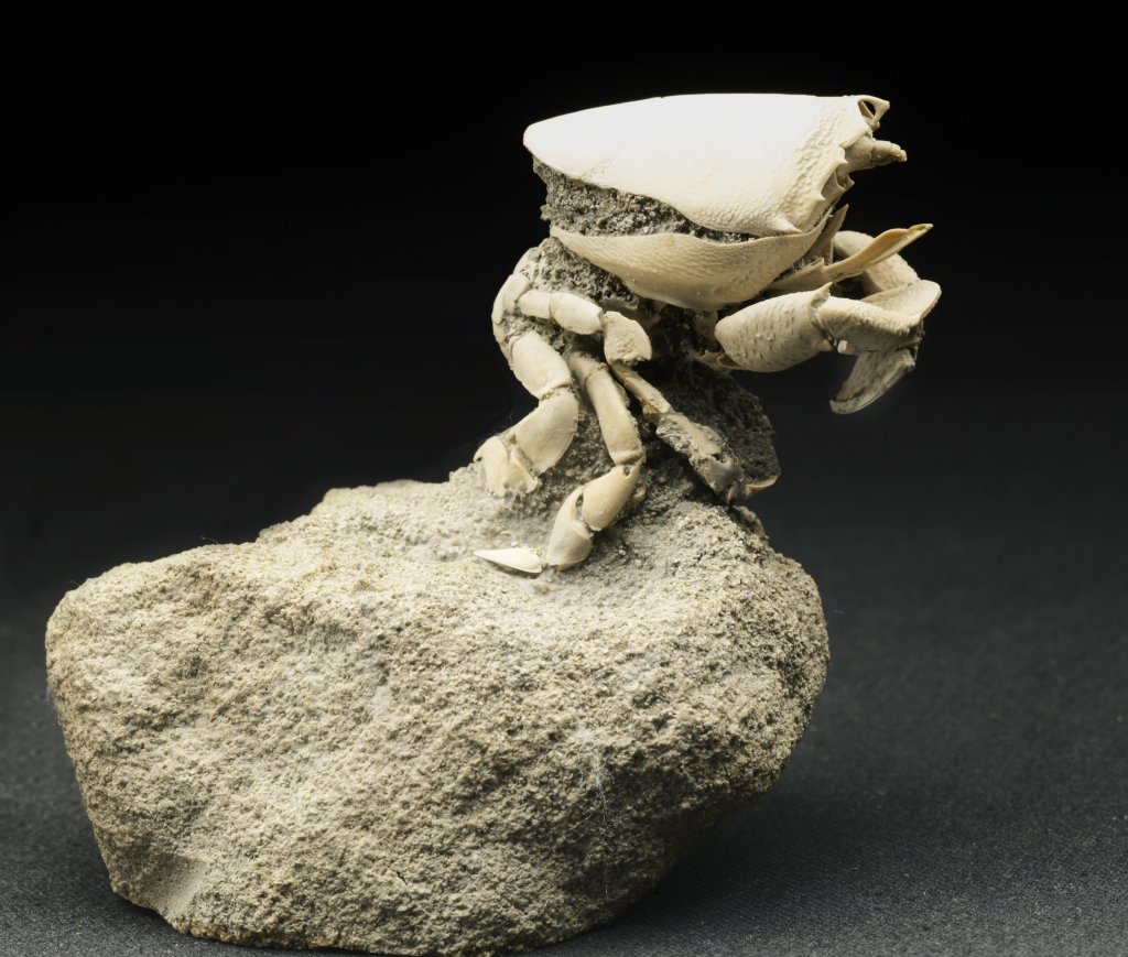 Museum Crab Fossil