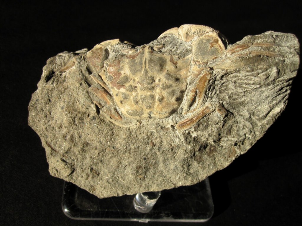 Longusorbis Fossil Crab