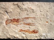 Pseudostacus hakelinsis Fossil Lobster