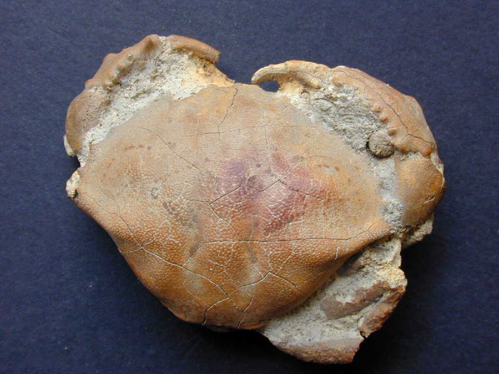 Xanthopsis Fossil Crab