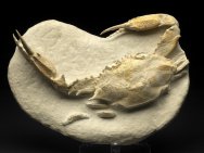 Neptunus Crab Fossil