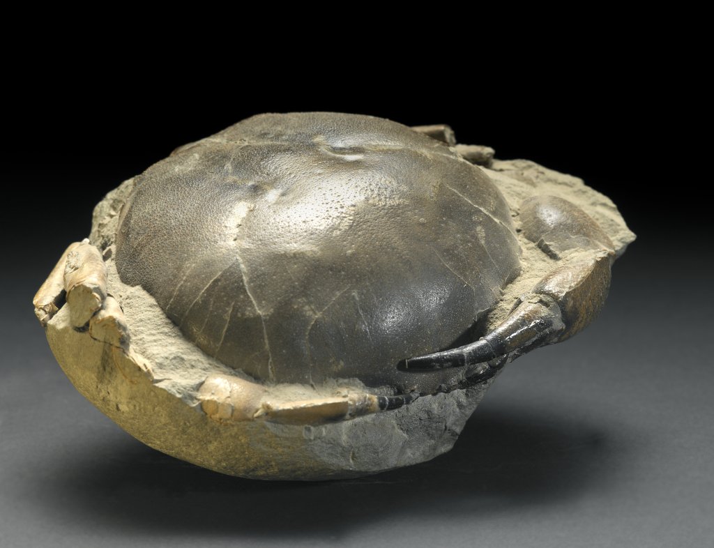 Tumidocarcinus giganteus Fossil Crab