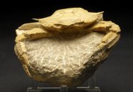 Neptunus granulatus Crab Fossil 