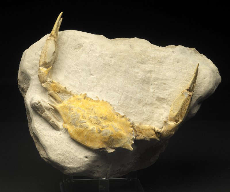 Fossil Crab Neptunus granulatus