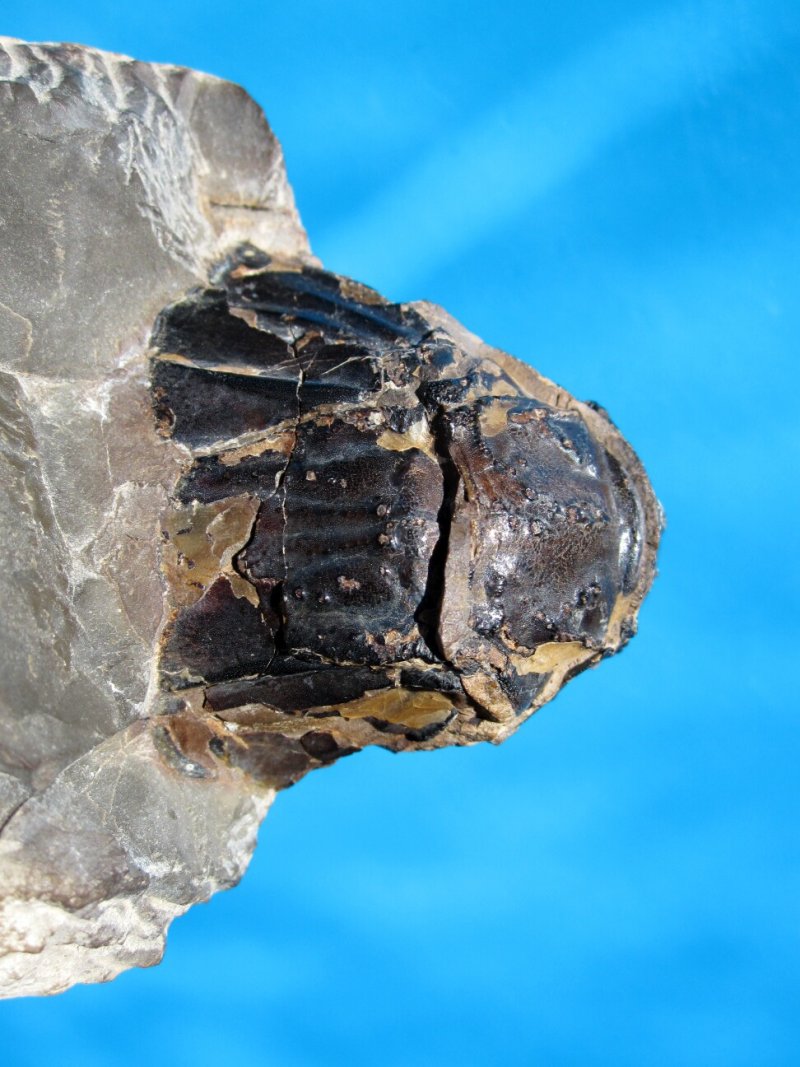 Cretaceous Lobster Fossil