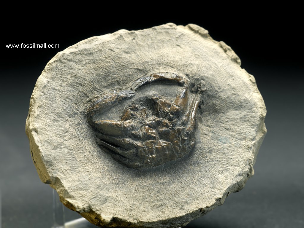 Pulalius Fossil Crab