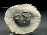 Pulalius vulgaris Fossil Crab
