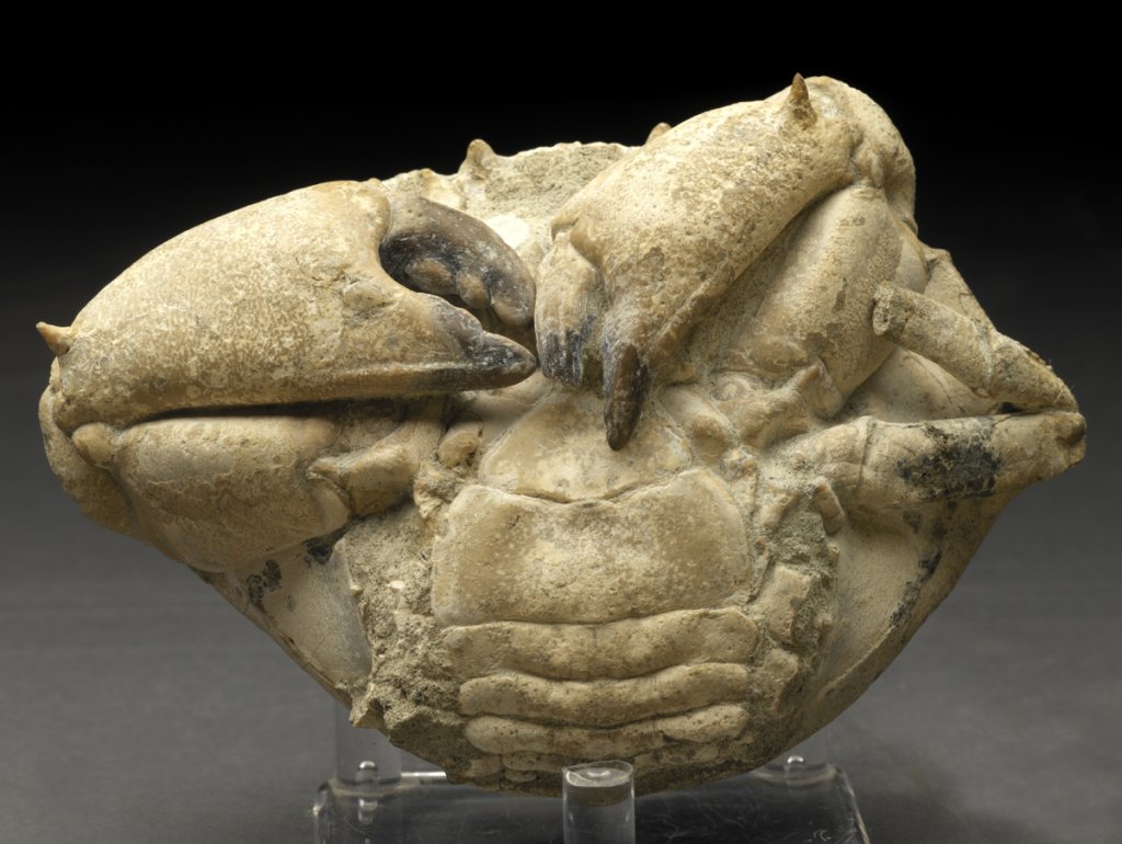 Harpactozanthopsis Crab Fossil