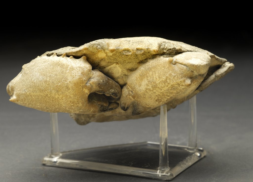 Harpactozanthopsis Fossil Crab
