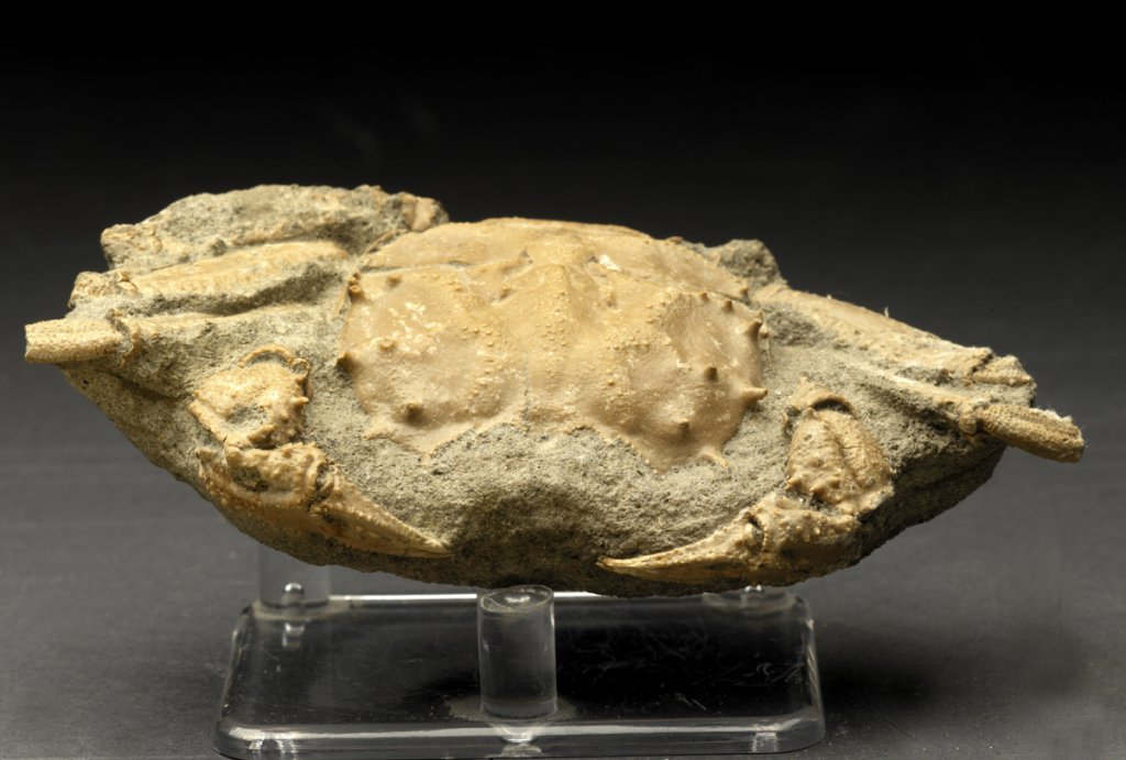 Museum Cretaceous Fossil Crab