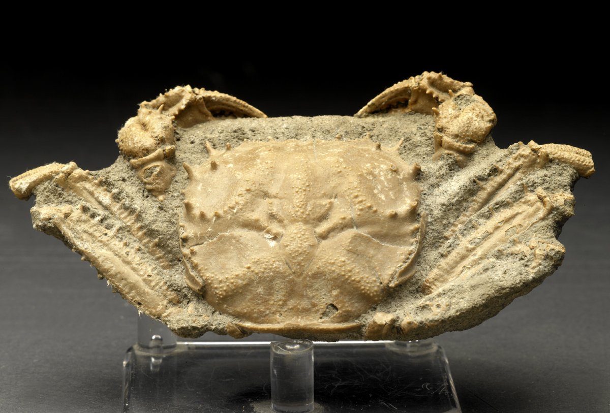 Museum Fossil Crab