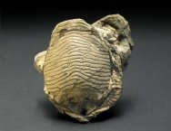 Ranina Crab Fossil