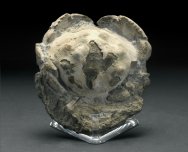 Xanthopsis Crab Fossil