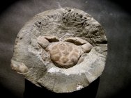Orbitoplax Crab Fossil