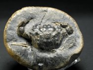 Ceoloma incaranatum Crab Fossil
