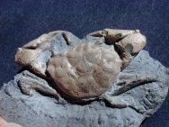 Orbitoplax stephonsoni Crab Fossil