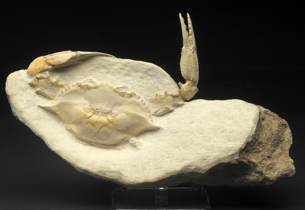 Fossil Crab Fossils