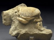 Ranina Fossil Crab