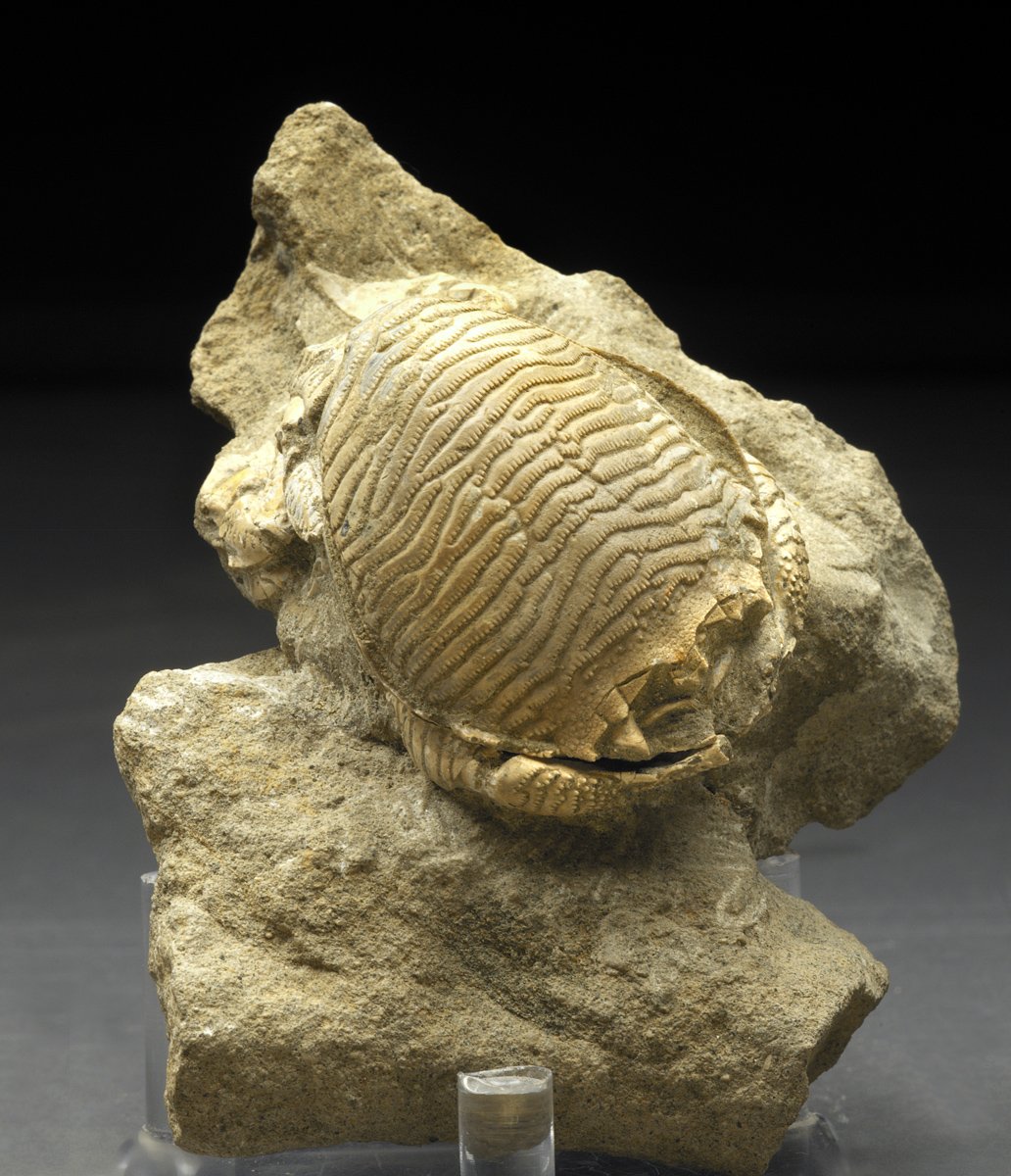 Ranina Crab Fossils