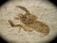 Museum Astacus Crayfish Fossil