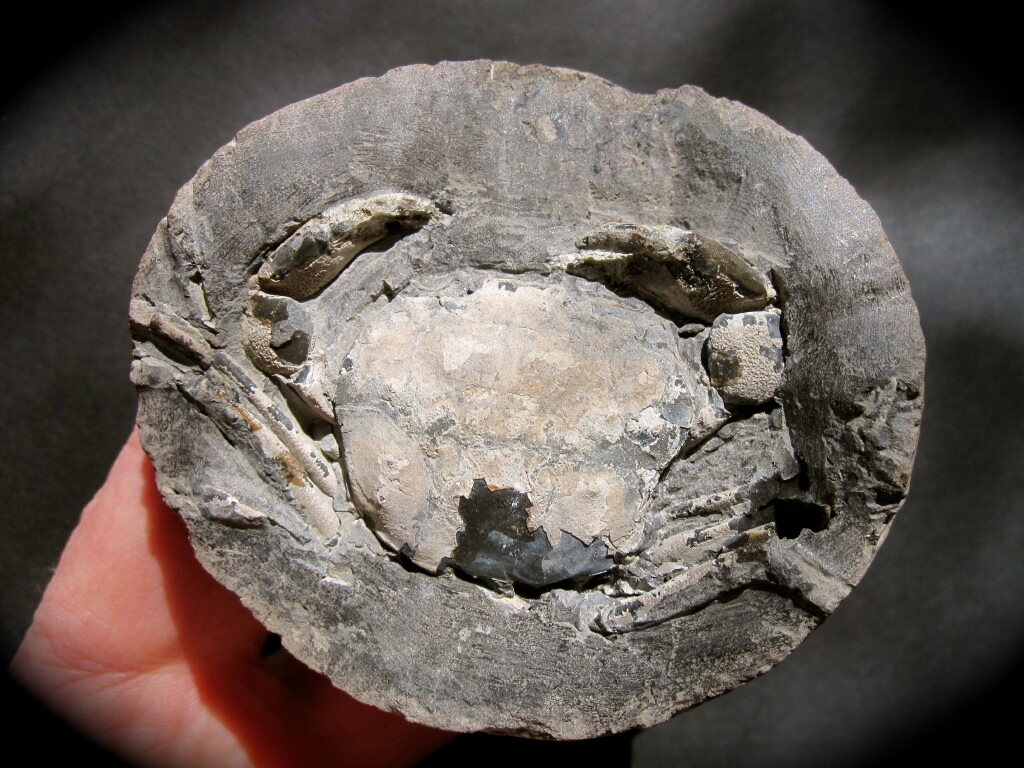 Panopeus Fossil Crab