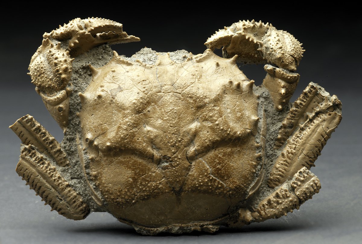Avitelmessus grapsoideus Crab Fossil