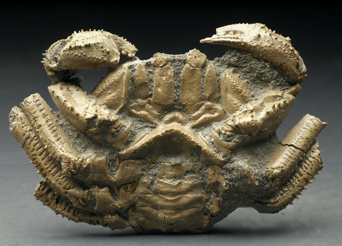 Avitelmessus grapsoideus Crab Fossils