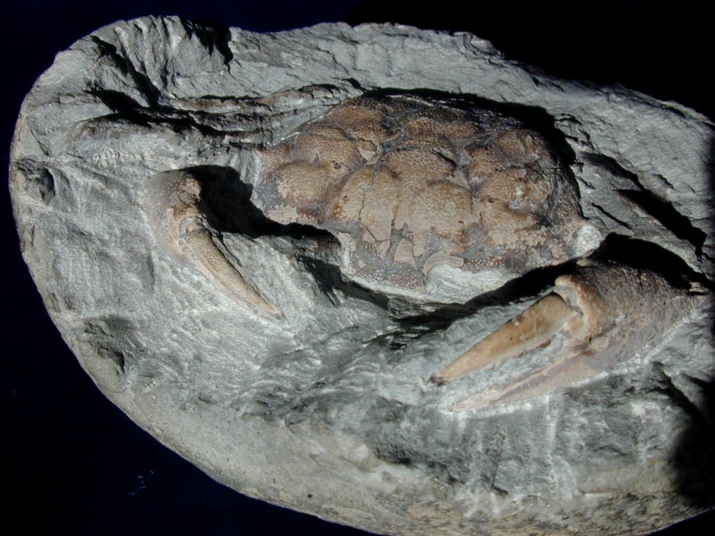 Orbitoplax Crab Fossils