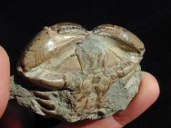 Cancer araucanus Fossil Crab
