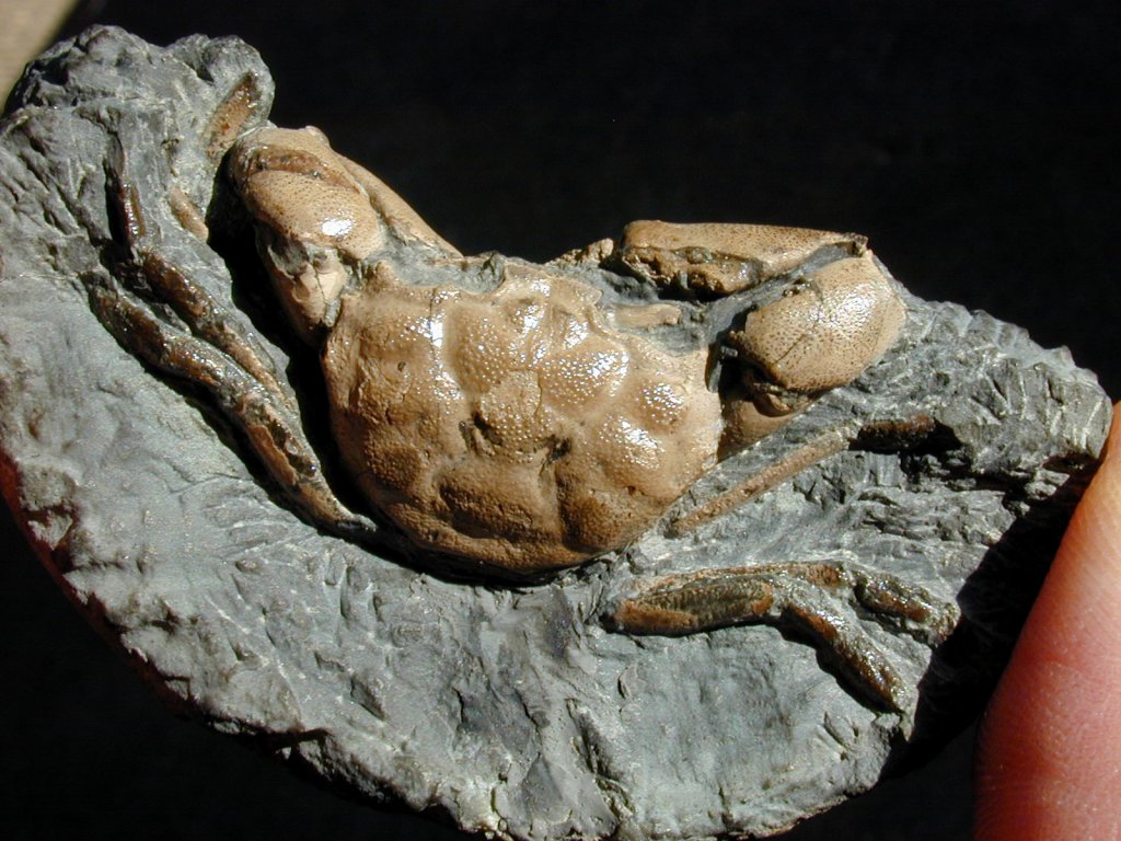 Orbitoplax Crab Fossils