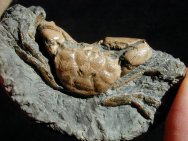 Orbitoplax stephonsoni Fossil
