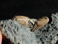 Crab Fossils