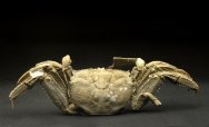 Macrophthalmus Crab Fossils