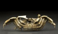 Macrophthalmus Crab Fossil