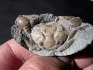 Orbitoplax Crab Fossil