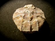 Cenomanocarcinus Crab Fossil