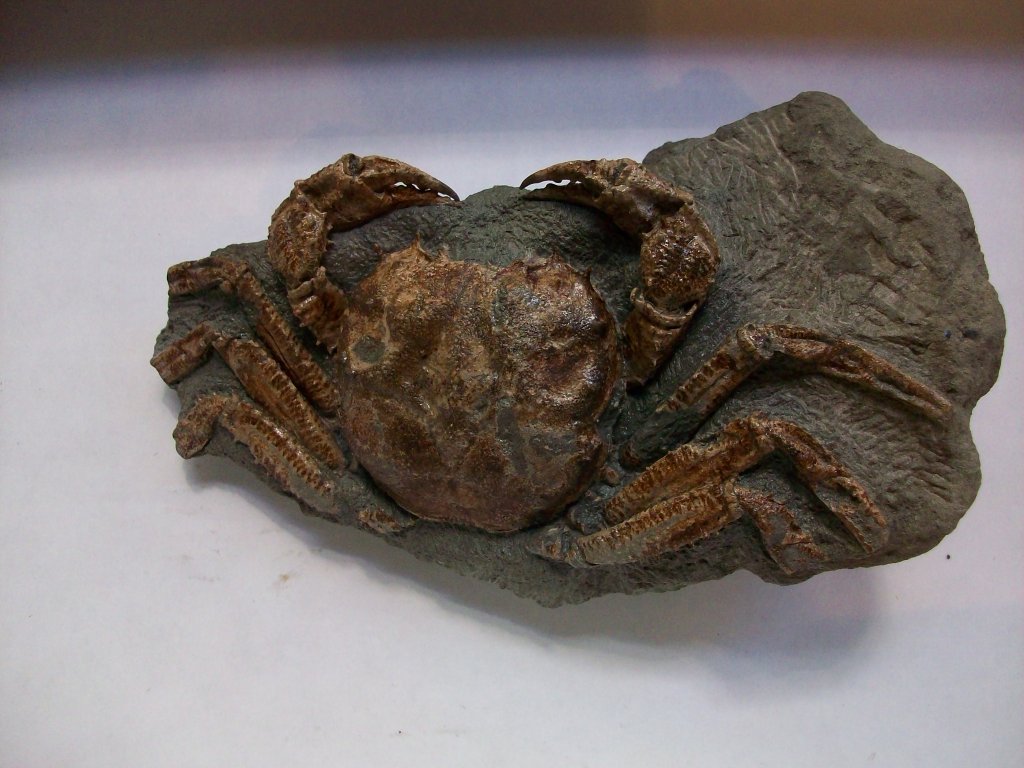 Avitelmessus grapsoideus Crab Fossil from North Carolina