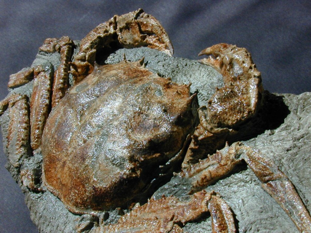 Avitelmessus grapsoideus Crab Fossil 
