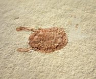 Isopod Fossil