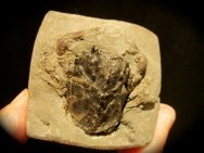 Notopocorystes stokesi Fossil Crab