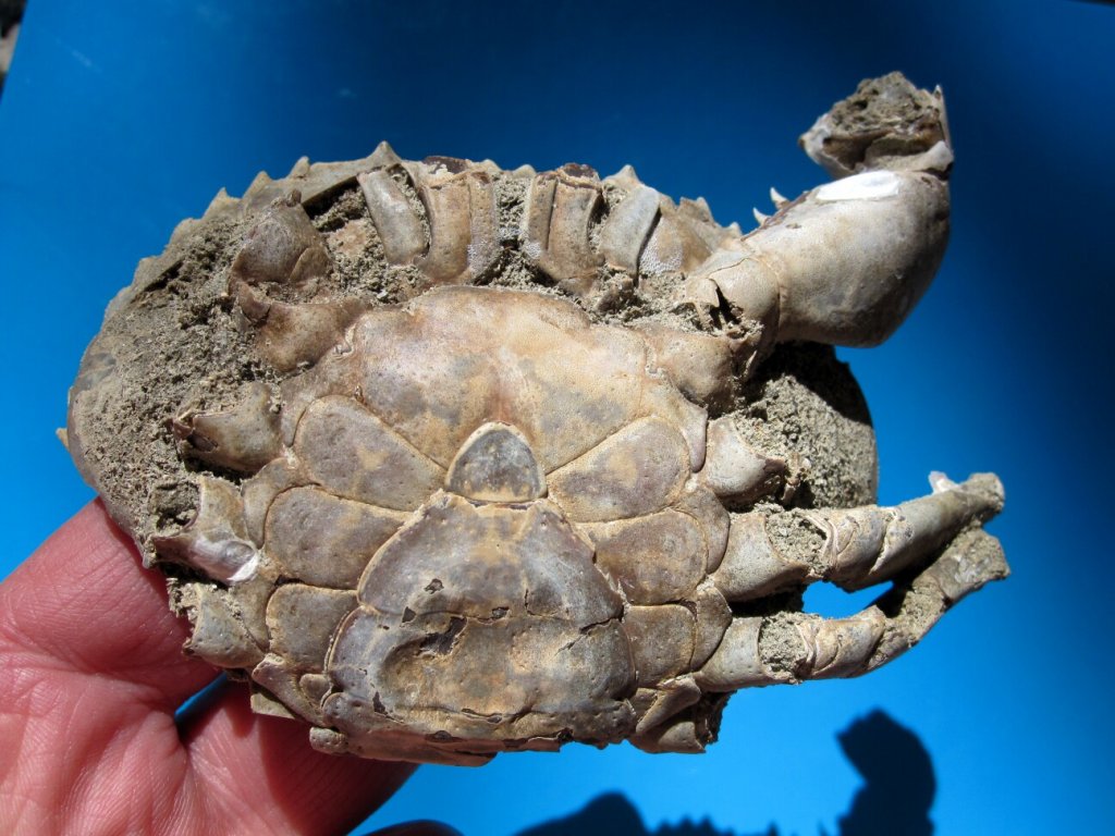 Scylla Crab Fossil