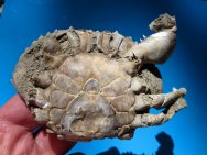 Rare Scylla serrata Fossil Crab