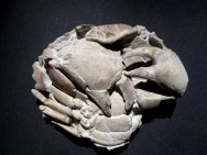 Paleocarpilius macrocheilus Crab Fossil