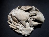 Paleocarpilius macrocheilus Crab Fossil