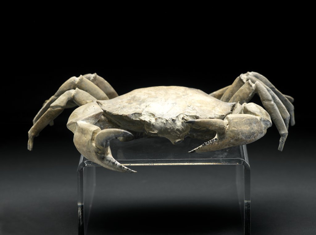 Chaceon Crab Fossil.