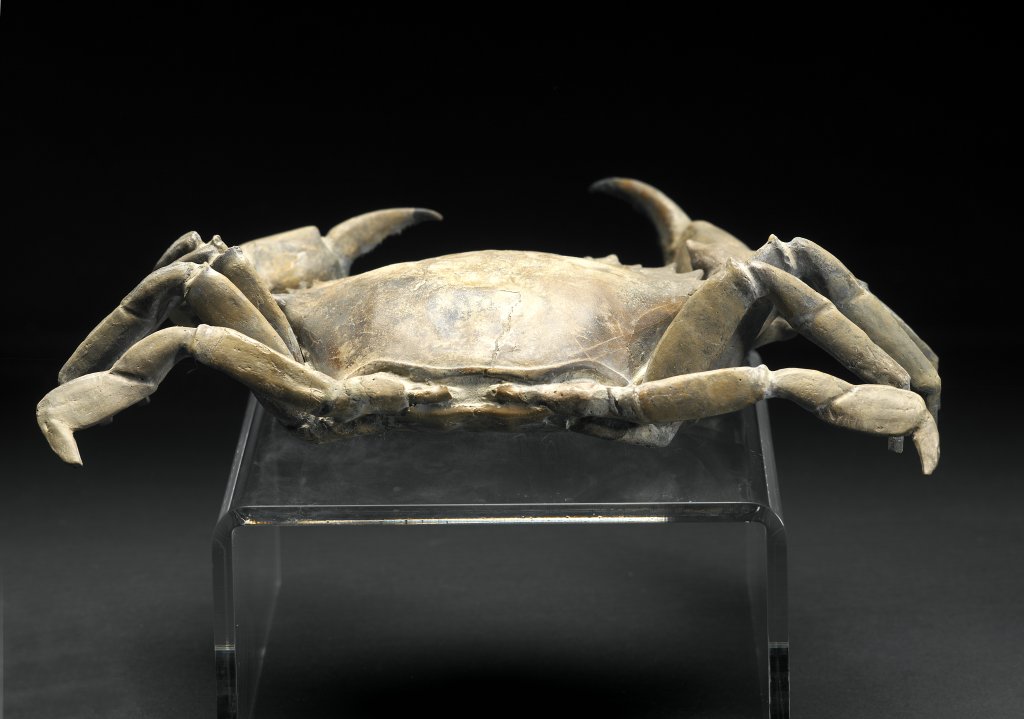 Chaceon peruvianus